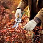 Jardinagem para principiantes: quando e como podar as suas plantas perenes em 4 passos fáceis