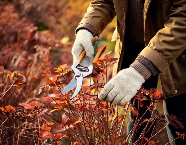 Jardinagem para principiantes: quando e como podar as suas plantas perenes em 4 passos fáceis