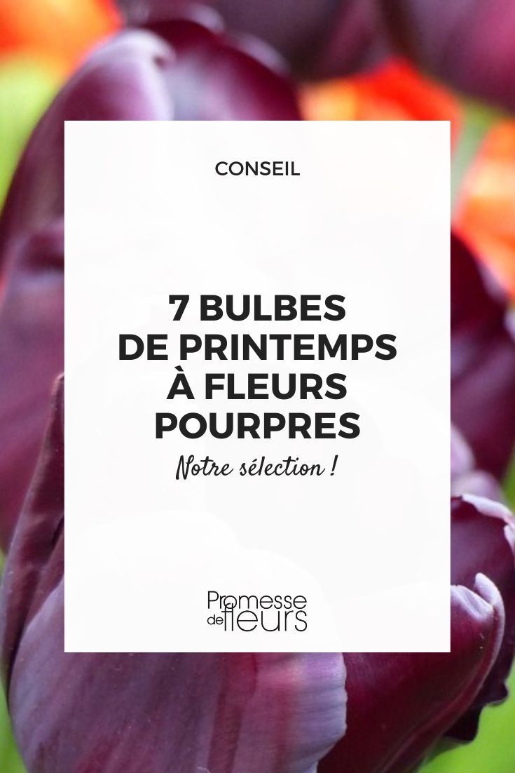 Os 7 bolbos de primavera com flores púrpuras a adotar no jardim
