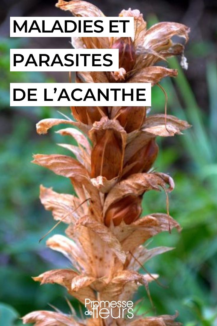 cuidar do acanto