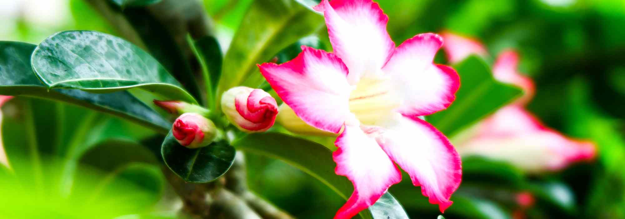 Adenium - Rosa-do-deserto: cultivo e manutenção