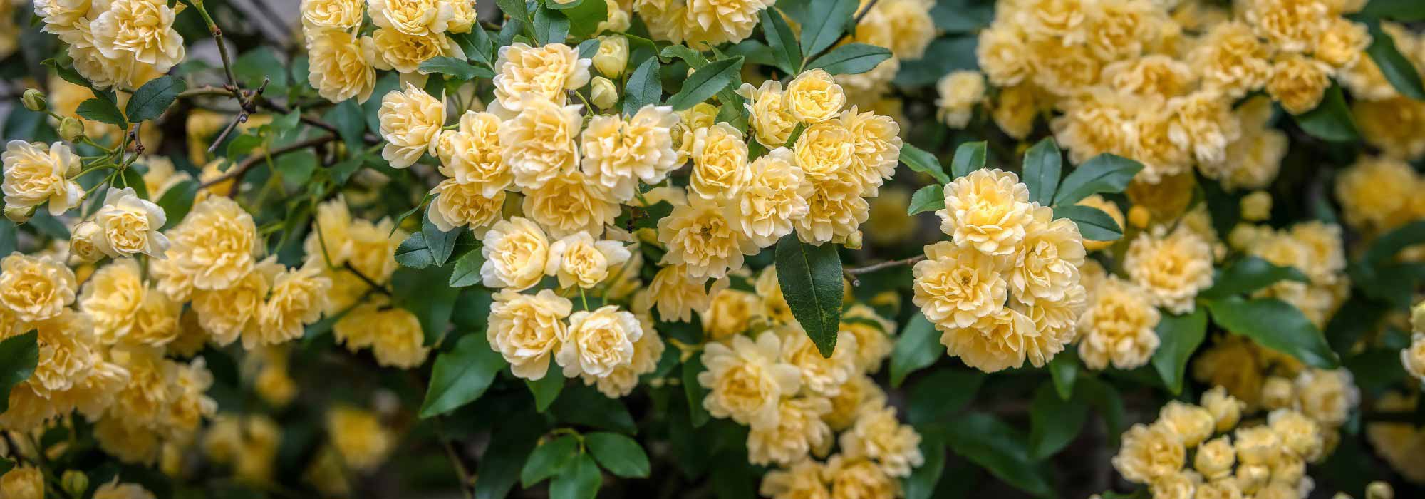 Roseiras de Banks: descubra estas exuberantes roseiras trepadeiras!