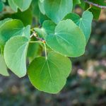 Cercidiphyllum, árvore-do-caramelo: como fazer a poda?