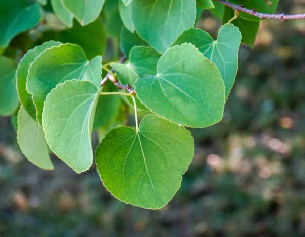 Cercidiphyllum, árvore-do-caramelo: como fazer a poda?