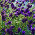 Entre o azul e o violeta, a cor "Future Dusk" faz vibrar o jardim
