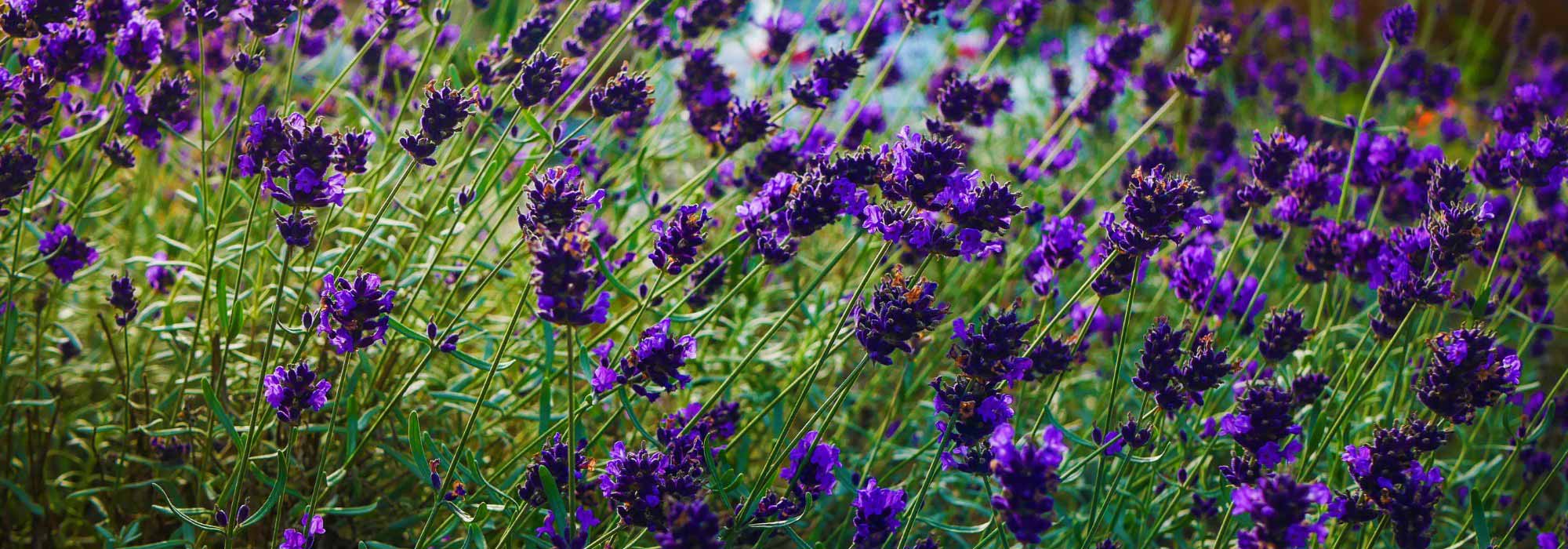 Entre o azul e o violeta, a cor "Future Dusk" faz vibrar o jardim