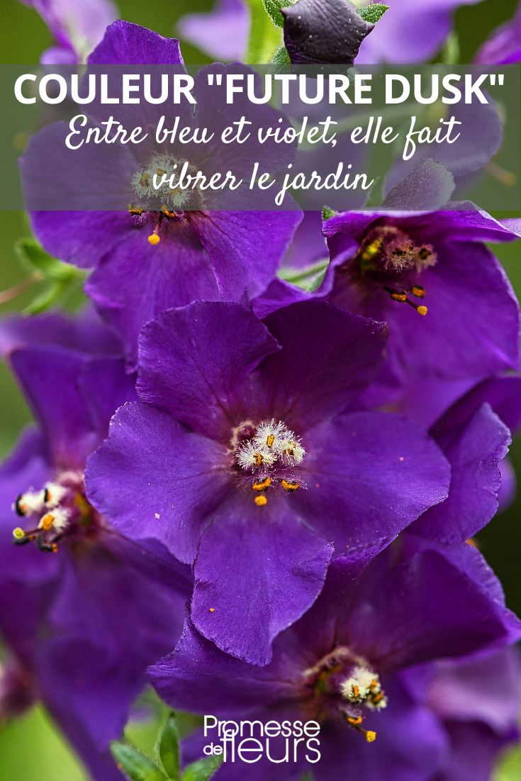 Entre o azul e o violeta, a cor «Future Dusk» faz vibrar o jardim