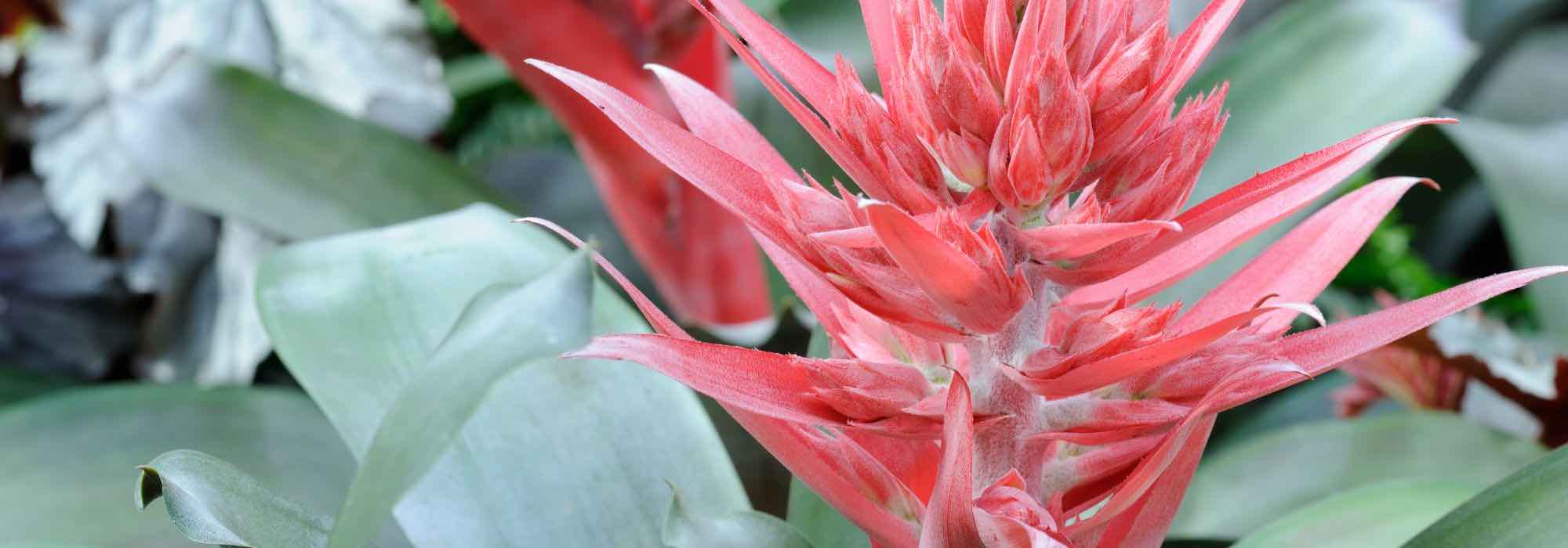 Aechmea: os cuidados ao longo das estações