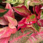 Aglaonema: os cuidados ao longo das estações