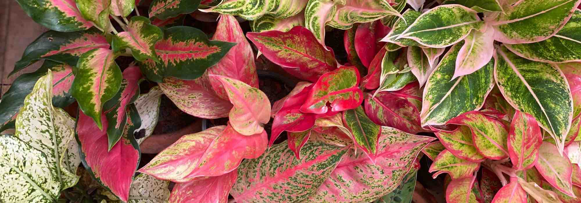 Aglaonema: os cuidados ao longo das estações