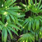 Os arbustos exóticos de folhagem luxuriante: para um jardim exótico!
