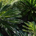 Os arbustos exóticos de folhagem gráfica: estruture o seu jardim com estilo