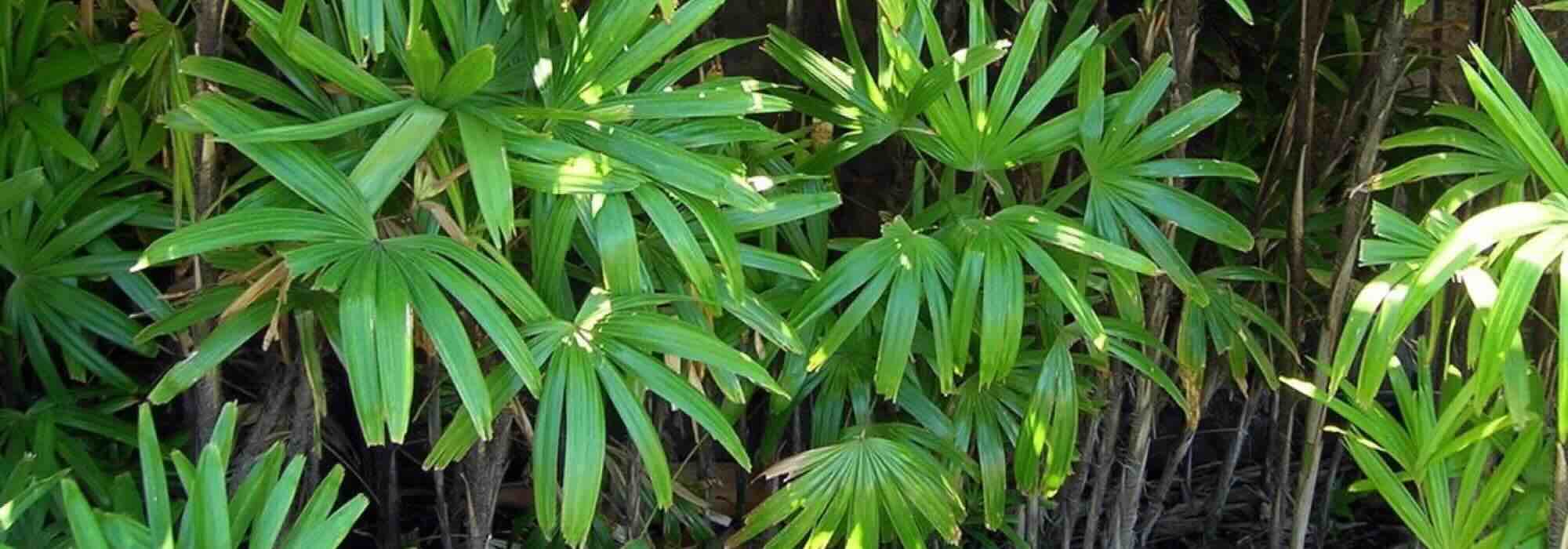 Os arbustos exóticos de folhagem luxuriante: para um jardim exótico!
