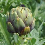 Cultivar a alcachofra: uma planta medicinal com muitos benefícios para a saúde