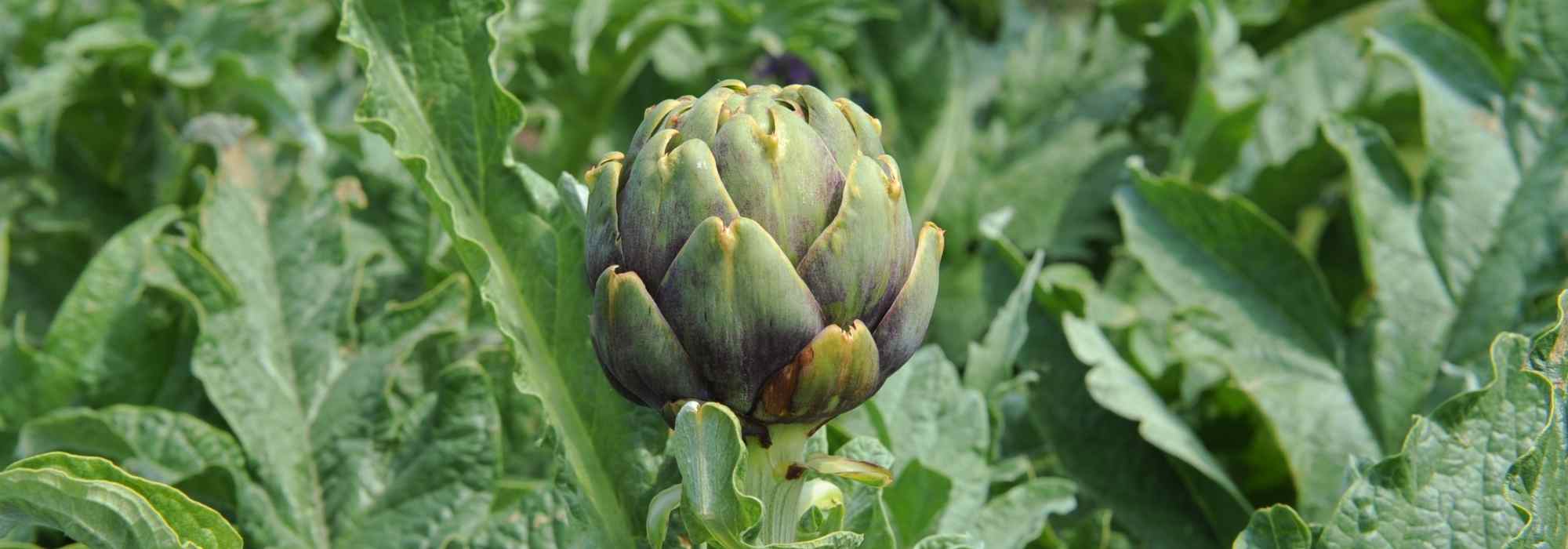 Cultivar a alcachofra: uma planta medicinal com muitos benefícios para a saúde