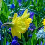 Adote estes bolbos de floração prolongada!