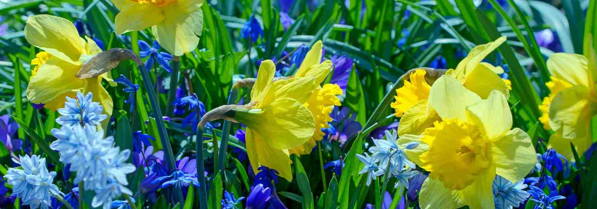 Adote estes bolbos de floração prolongada!