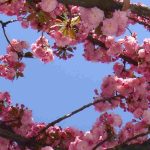 Que cerejeiras com flores cor-de-rosa escolher para um jardim encantador?