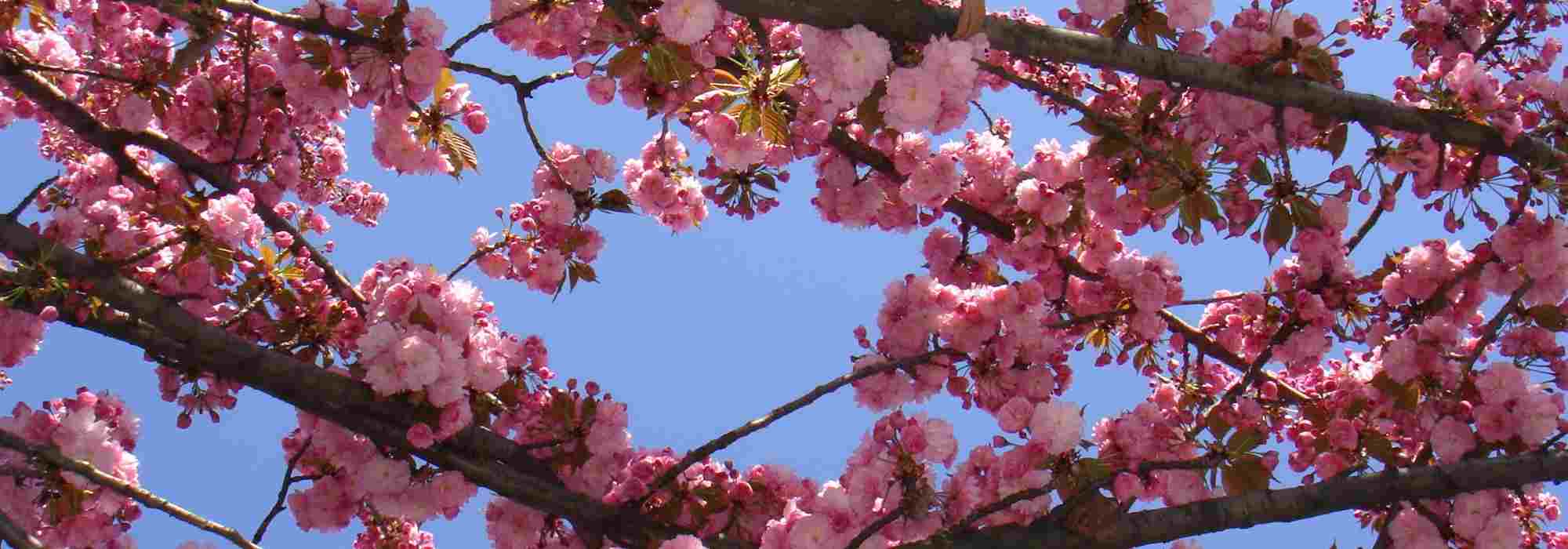 Que cerejeiras com flores cor-de-rosa escolher para um jardim encantador?