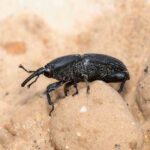Gorgulho do agave: identificação, tratamento e prevenção eficazes