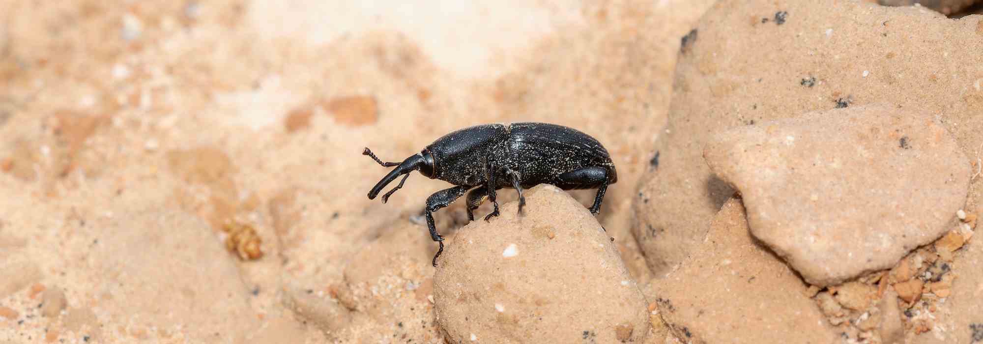 Gorgulho do agave: identificação, tratamento e prevenção eficazes