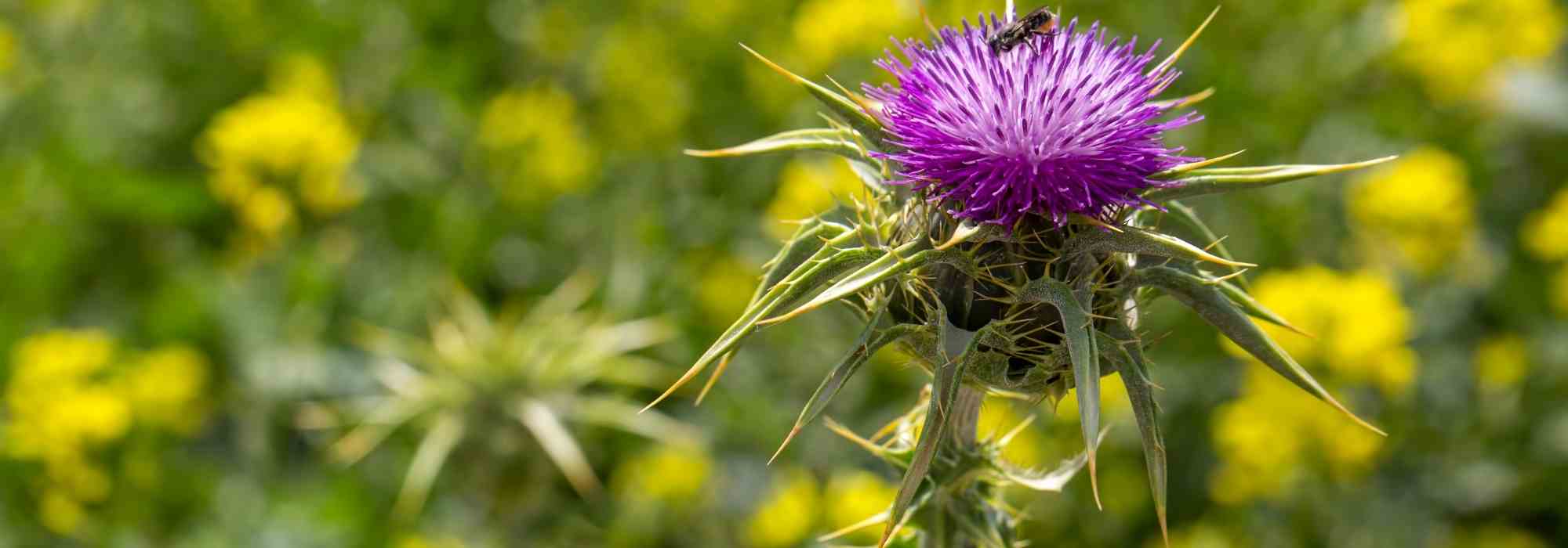 Cardo-mariano: uma planta medicinal para cultivar pelos seus benefícios