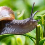 Caracóis e lesmas no jardim: aliados ou pragas?