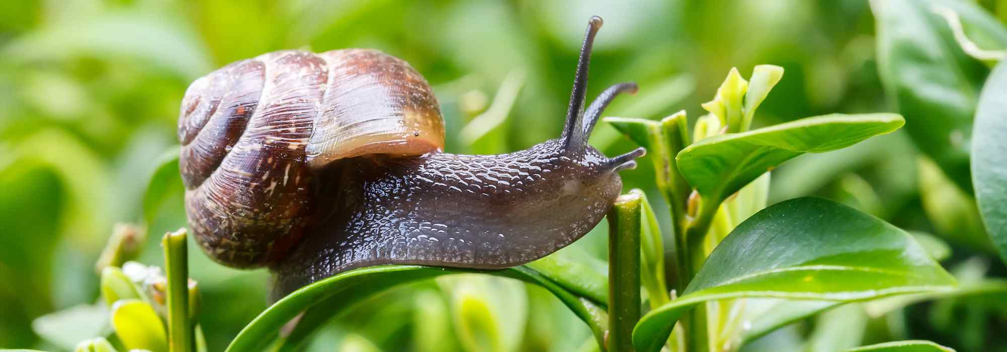 Caracóis e lesmas no jardim: aliados ou pragas?