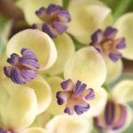 Plantas trepadeiras do final da primavera: para um jardim que anuncia o verão!