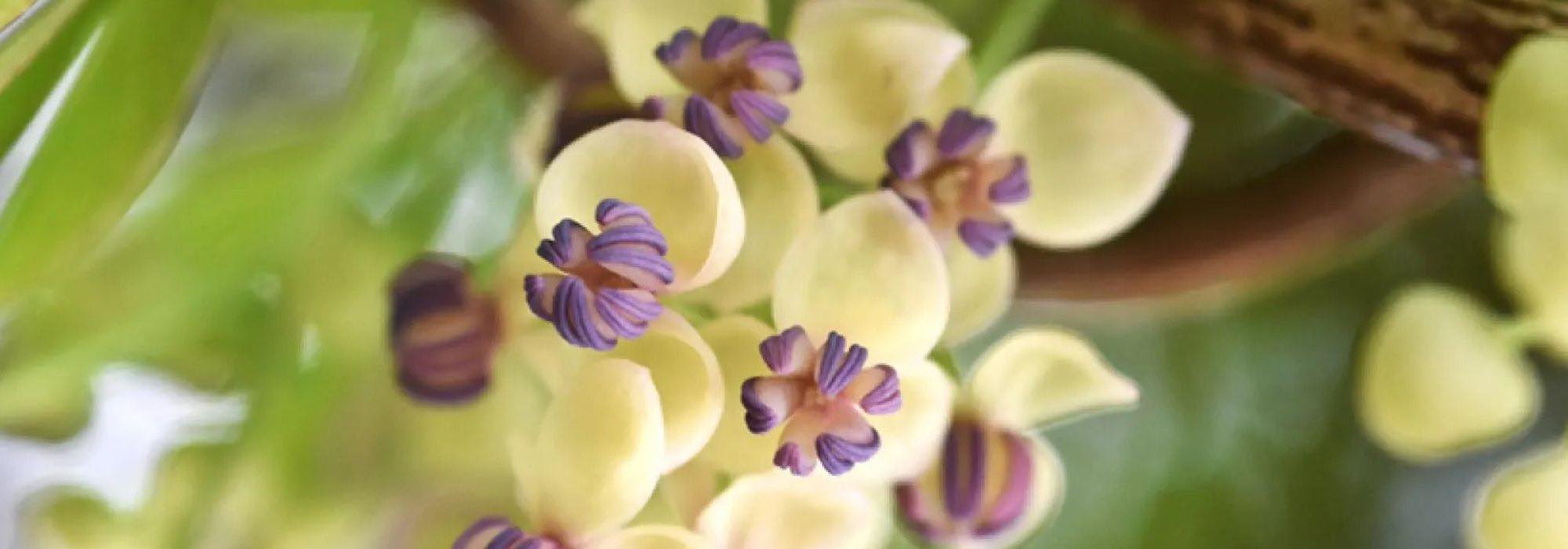 Plantas trepadeiras do final da primavera: para um jardim que anuncia o verão!