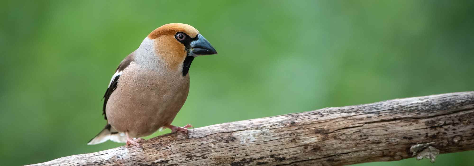 Como atrair o bico-grossudo para o jardim?