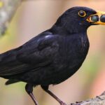 As melhores bagas para atrair e alimentar as aves no jardim
