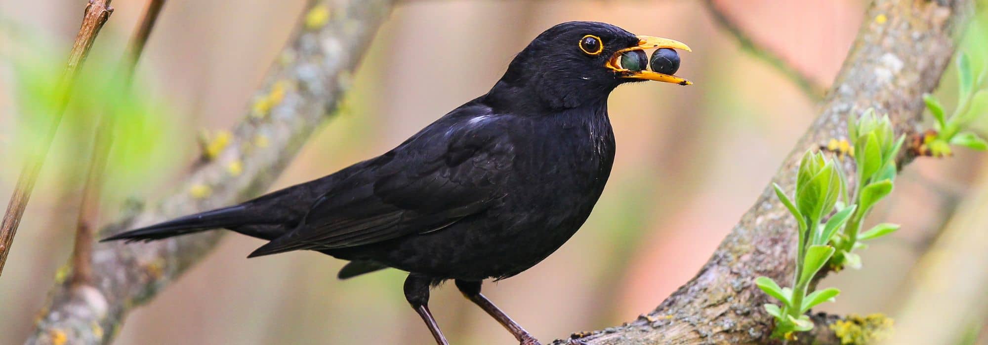 As melhores bagas para atrair e alimentar as aves no jardim