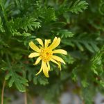 Doenças e pragas da margarida-amarela