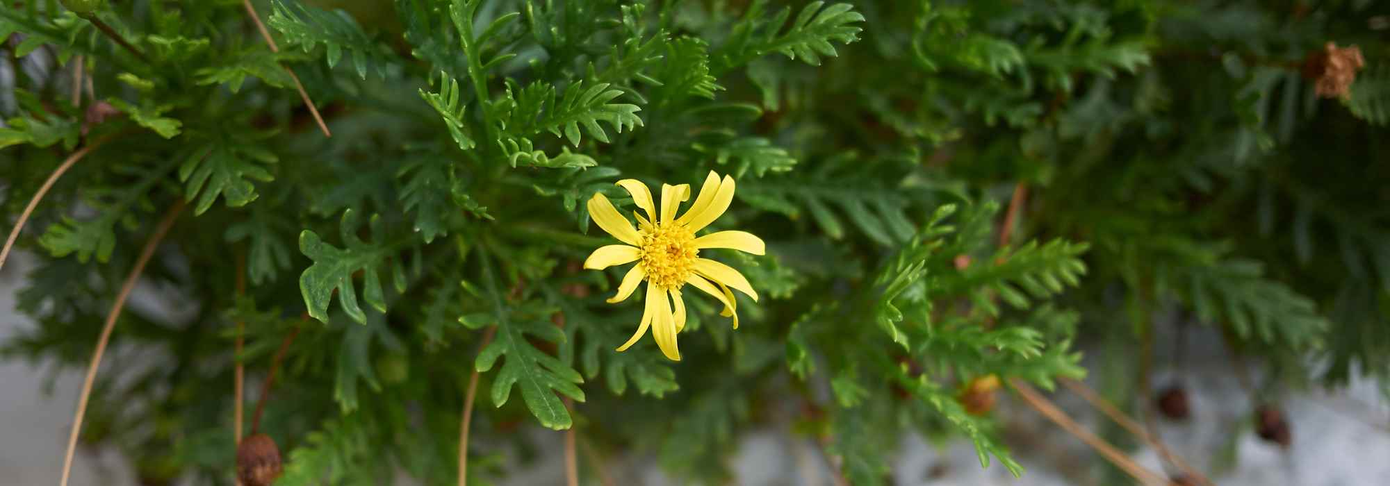 Doenças e pragas da margarida-amarela
