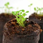 Acabou de receber a sua encomenda de plantas anuais em mini-torrões: o que fazer?