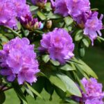 Como fazer facilmente estacas de rododendro?
