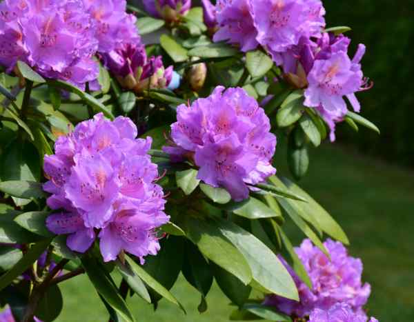 Como fazer facilmente estacas de rododendro?