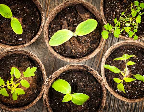 Jardinagem para principiantes: realizar as primeiras sementeiras com sucesso em 7 passos simples
