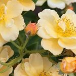 Roseiras trepadeiras com flores amarelas e cor de laranja para iluminar o jardim!