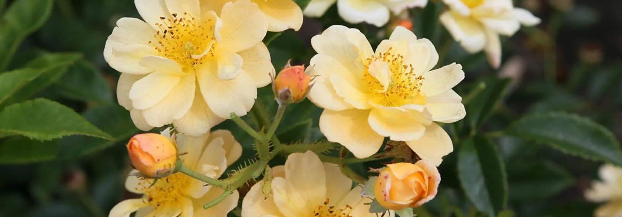 Roseiras trepadeiras com flores amarelas e cor de laranja para iluminar o jardim!