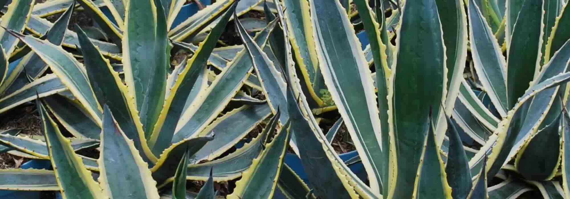 Agaves invasores: guia prático para os eliminar