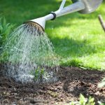 Jardinagem para iniciantes: regar as plantas de forma eficaz