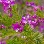 Como combinar Polygala?