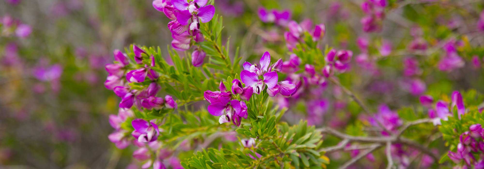 Como combinar Polygala?