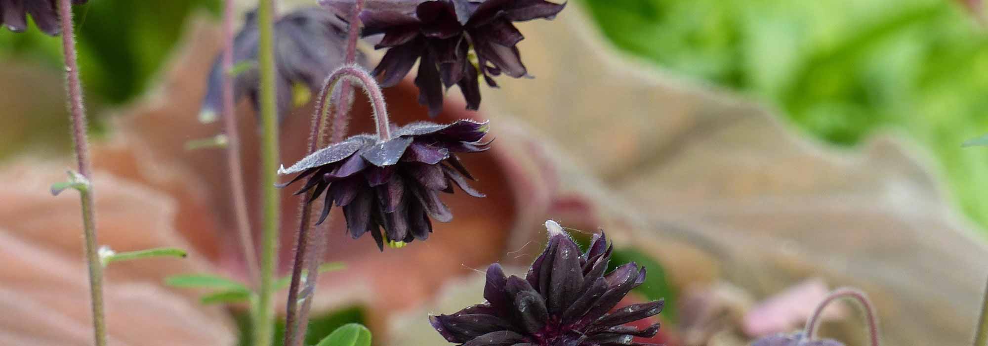 Como combinar plantas perenes de flores pretas?