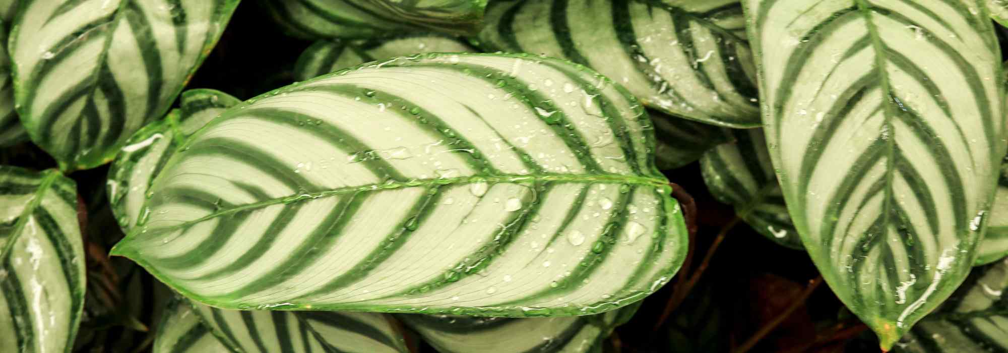 Maranta-cinza: plantar, cultivar e cuidar