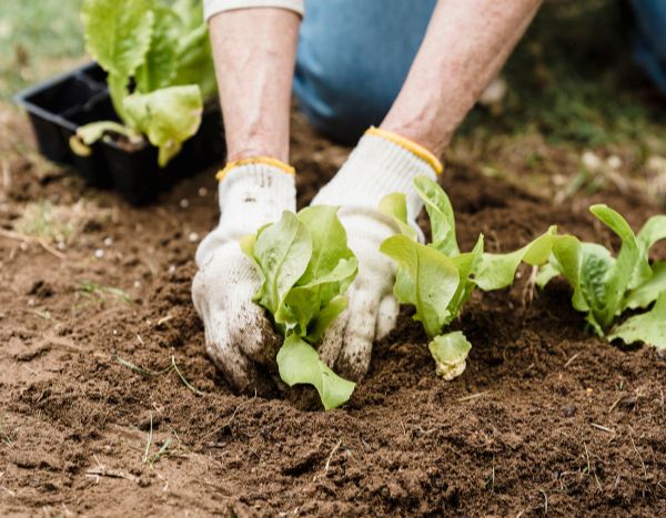 Jardinagem para principiantes: como transplantar as suas plantas jovens em 5 passos fáceis