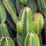 Cacto africano: plantar, cultivar e cuidar