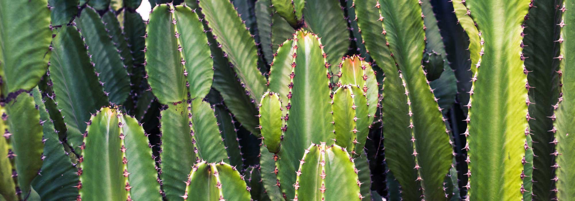 Cacto africano: plantar, cultivar e cuidar
